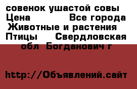 совенок ушастой совы › Цена ­ 5 000 - Все города Животные и растения » Птицы   . Свердловская обл.,Богданович г.